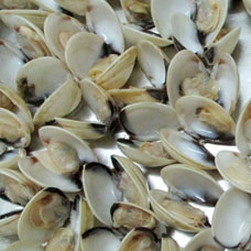 White Clam